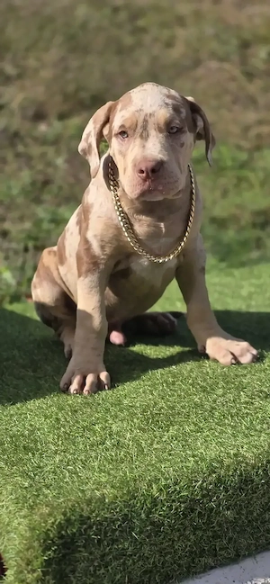 American Bully Xl  Welpen 