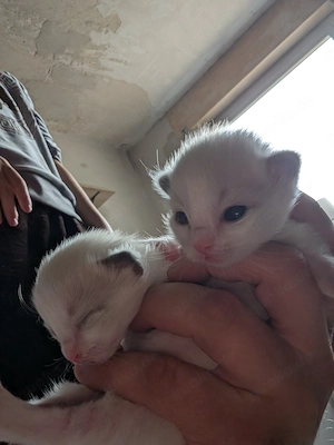 Heilige Birma Kitten - Wurf vom 12.08.2026