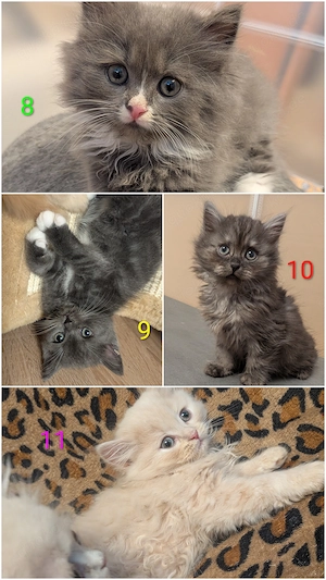 Wunderschöne Kitten abzugeben 