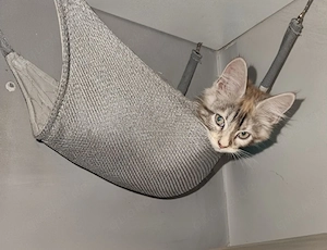 kleine Maine Coon Kitten suchen  Bild 9