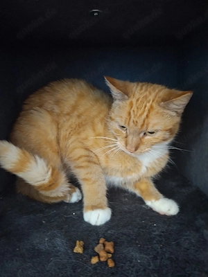 Katze sucht neues Zuhause 