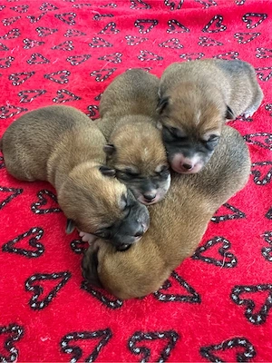 Shiba Inu Welpen