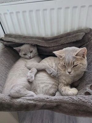 2 BKH katzen zu verschenken 