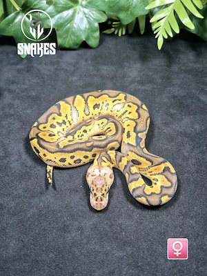 1.1 Clown Mojave Pastel NZ26 - Königspython Python regius
