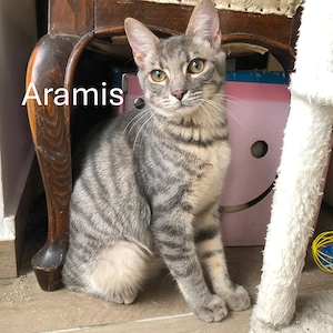 Aramis - Musketier auf Zuhausesuche
