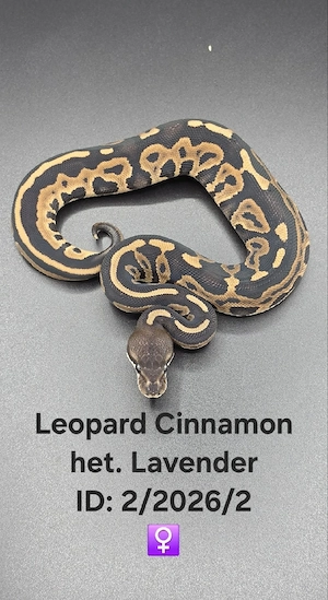 0.1 Leopard Cinnamon het. Lavender Albino