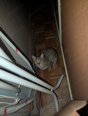 EKH Katze sucht neues, liebevolles Zuhause 