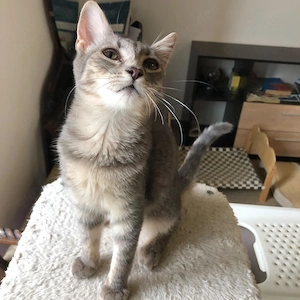 Alice -  Wunderlandzuhause gesucht