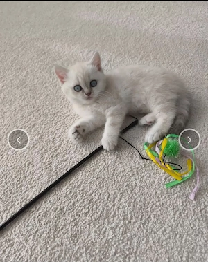 BKH Point Kitten 