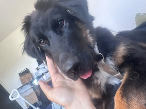 Hachiko Mischlingsrüde sucht ein neues Zuhause.