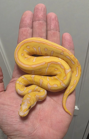 1.0 Leopard Spotnose Cinnamon Lavender Albino
