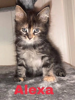 6 Maine Coon Kitten ab Ende September