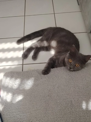 Katze in Liebevolle hände