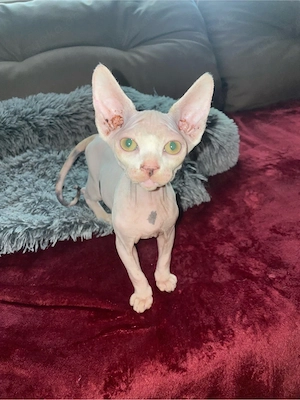 sphynx kitte