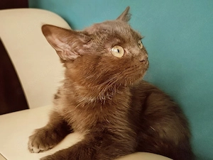 Süßes britisch-Kurzhaar-Katzenbaby Mädchen Geimpft 