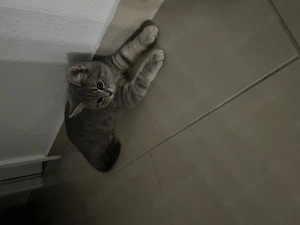 Katze 1 Jahr alt 