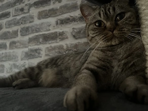 Katze 3 Jahre alt in liebevolle Hände zugeben 