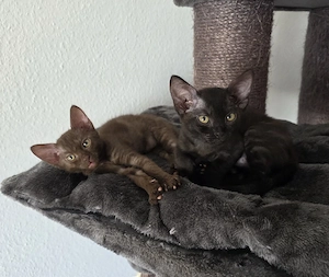 Sphynx   Devon Rex - Kitten :)