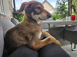 Betty und Bonny suchen immer noch ihr liebevolles zu Hause 