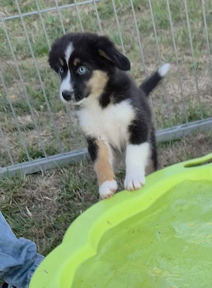 :   Fünf kleine Herzensbrecher suchen ihr Traumzuhause: Miniatur Australian Shepherd Welpen!   