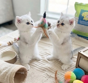 Kitten zu Verkaufen!!!