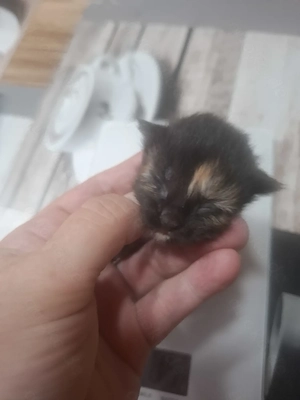 Zuckersüße Maine Coon Kitten