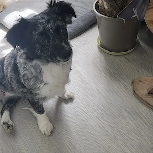 Border Collie Mix Hündin sucht ein zu Hause!