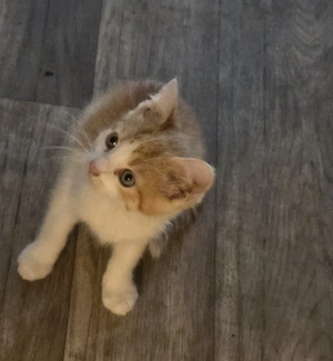 kleiner weis rot getigerter kater sucht ein zuhause 