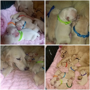 Goldenretriver Welpen 