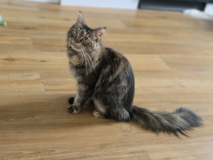 Maine Coon Katze 2 Jahre