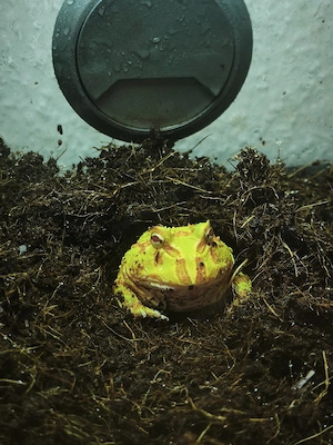 Albino Schmuckhornfrosch   Pacman Frog zu Verkaufen