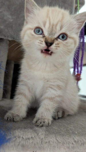 Reinrassige Bkh Kitten bereit zum ausziehen  Bild 4