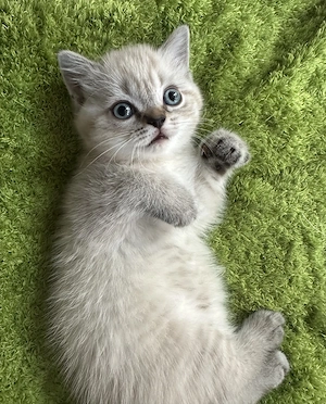 Reinrassige Bkh Kitten bereit zum ausziehen  Bild 5