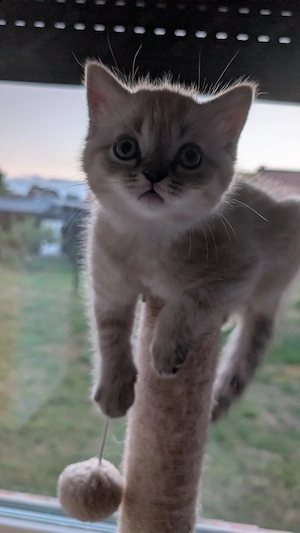 Reinrassige Bkh Kitten bereit zum ausziehen  Bild 2