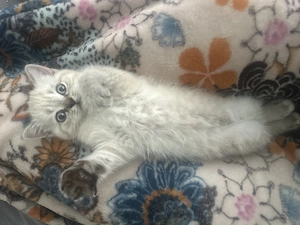 Reinrassige Bkh Kitten bereit zum ausziehen  Bild 3
