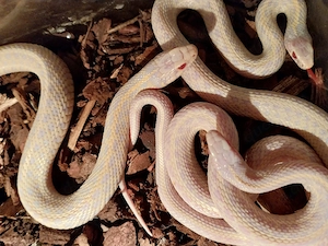 Thamnophis Radix Albino und Iowa Snow NZ 2026i Bild 5