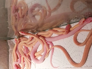 Thamnophis Radix Albino und Iowa Snow NZ 2026i Bild 4