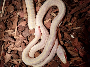 Thamnophis Radix Albino und Iowa Snow NZ 2026i Bild 6