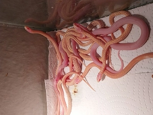 Thamnophis Radix Albino und Iowa Snow NZ 2026i