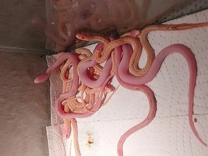 Thamnophis Radix Albino und Iowa Snow NZ 2026i Bild 3