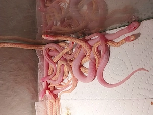 Thamnophis Radix Albino und Iowa Snow NZ 2026i Bild 2