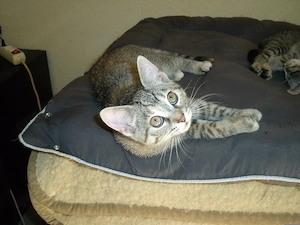 ++ hübscher grauer Kater ++ Katzenbaby ++ Kitten ++ 12 Wochen alt ++