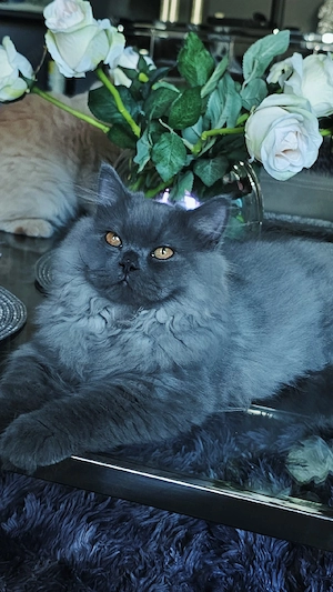 Prächtiger BLH Kater in Blau ab sofort!