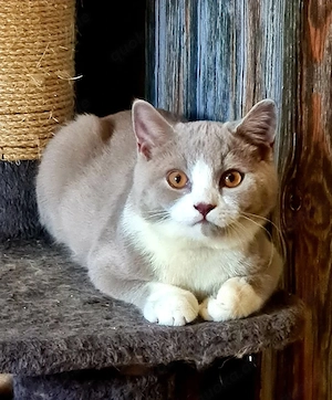 Bkh lilac bicolor 