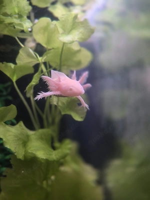 axolotl Jungtiere 