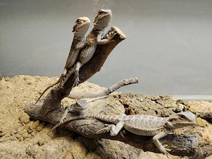 Bartagamen NZ Juni 2026 Pogona vitticeps