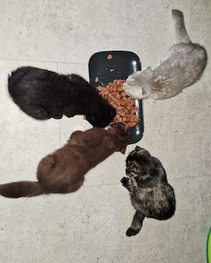 4 zauberhafte kitten suchen ab sofort