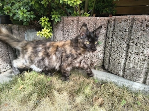 Maine coon Kitten 