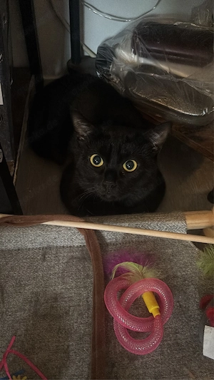 katzen kater Bild 6