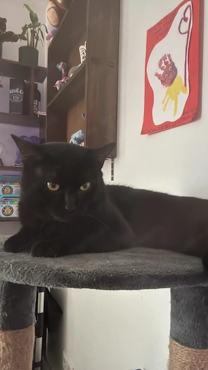 katzen kater
